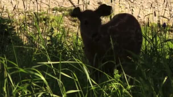Cerfs Mangeant Herbe Bougeant Beaucoup Leurs Oreilles Par Les Mouches — Video