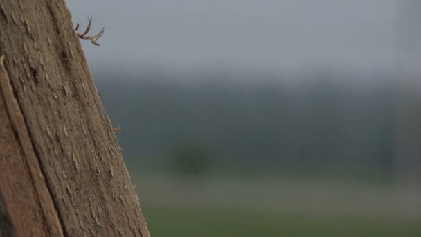 Tronc Arbre Jour Humide Nuageux — Video