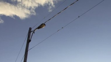 Sarı ve Siyah Kuş Elektrik Kablosunun Üzerinde Duruyor 