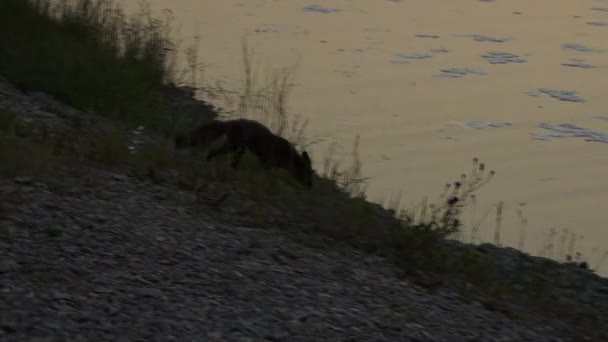 Wild Black Fox Promenader Längs Väg Stenar Och Gräs Nära — Stockvideo