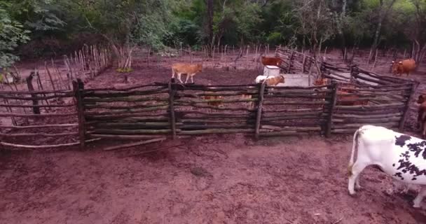 Ganado Dentro Rancho Algunos Están Rumiando — Vídeo de stock