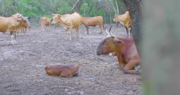 Gado Dentro Rancho Alguns Estão Ruminar — Vídeo de Stock