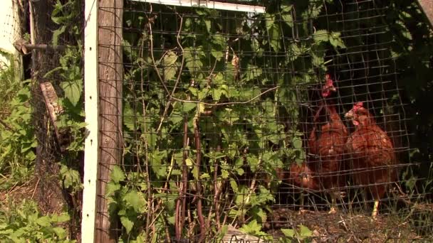 Plusieurs Poulets Enfermés Derrière Une Clôture — Video