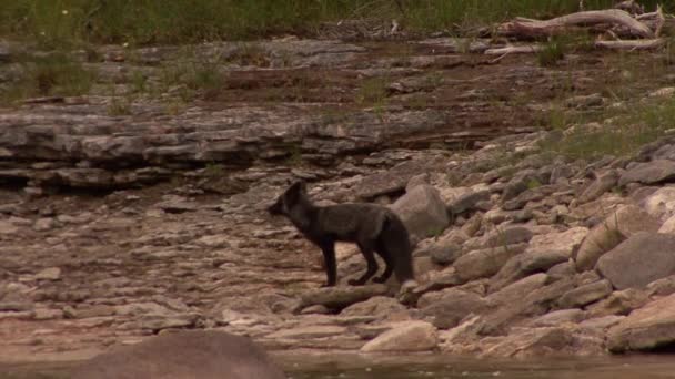 Wild Black Fox Bordo Del Fiume Scende Lungo Sentiero Pietre — Video Stock