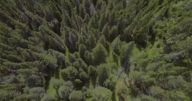 Anticosti Adası, Quebec / Kanada - 14 Ağustos 2008: Kıvırcık Saçlı Kadın ve Süpermarketten çıkan Gözlüklü Genç