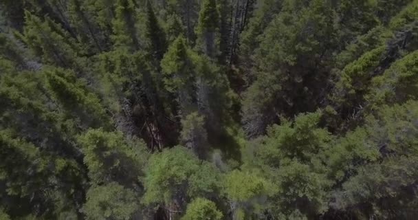 远离城市的温室和动物繁育农场 周围环绕着高大的青松林 — 图库视频影像