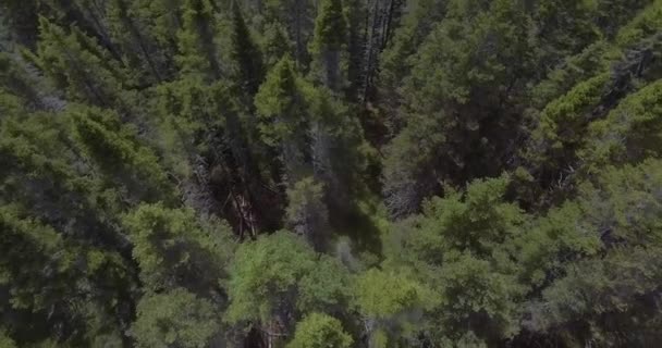 Granja Con Invernadero Cría Animales Lejos Ciudad Rodeada Bosque Pinos — Vídeos de Stock