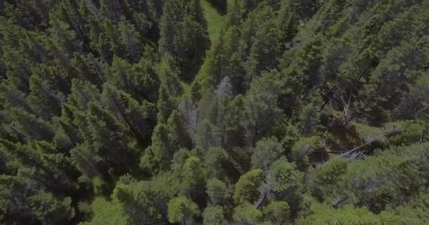 Farma Skleníkem Chov Zvířat Daleko Města Obklopen Lesy Vysokých Zelených — Stock video