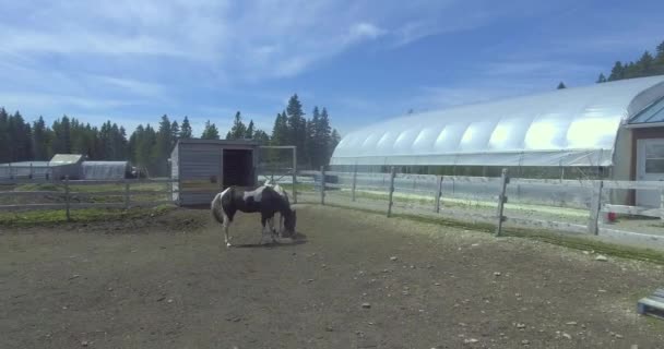 柵のある馬小屋の中で食べる二頭の馬 — ストック動画