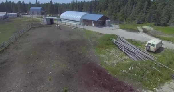 Anticosti Island Quebec Kanada Lipca 2017 Dwa Konie Wbiegają Stajni — Wideo stockowe