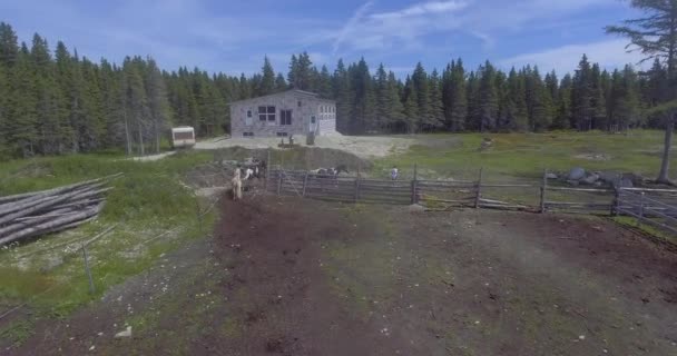 Anticosti Island Quebec Kanada Lipca 2017 White Man Biegnij Końmi — Wideo stockowe