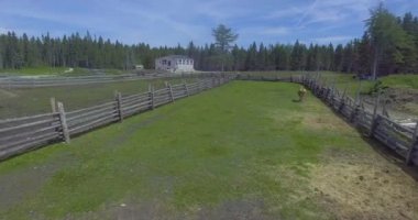 Anticosti Adası, Quebec / Kanada - 22 Temmuz 2017: İnek Beyaz Adam 'a Koşuyor ve Diğer İnek Geldiğinde Diğer Yolu Koşuyor