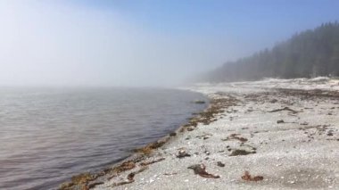 Ormanın yakınındaki sahil manzarası Bulutlu bir sabahta çam ağaçlarıyla