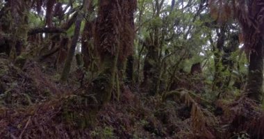 Samaipata, Santa Cruz / Bolivya 'daki muazzam büyüklüklerinden dolayı Gölgeler Veren Yeşil Yapraklı Dev Eğrelti Ağaçları Ormanı