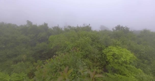 Parque Nacional Amboro Uma Área Protegida Bolívia Uma Das Reservas — Vídeo de Stock