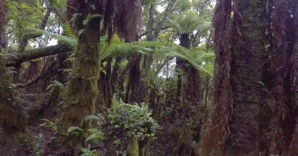 Δάσος Γιγαντιαίων Δέντρων Φτέρης Πράσινα Φύλλα Που Δίνουν Σκιές Λόγω — Αρχείο Βίντεο