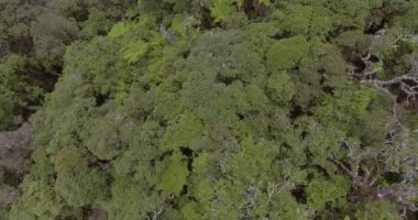 Amboro Ulusal Parkı Bolivya 'da korunan bir alandır ve dünyanın en büyük biyolojik çeşitliliklerinden biridir, muhteşem kızıl dağlar ve geniş bitki örtüsüyle karakterize edilir. 