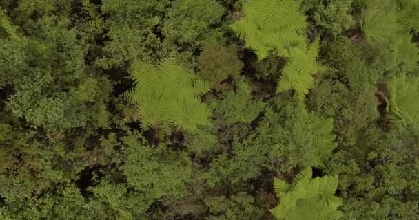 Parc National Amboro Est Une Zone Protégée Bolivie Une Des — Video