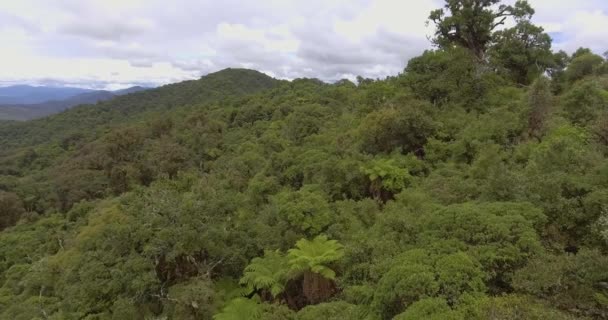 Park Narodowy Amboro Jest Obszarem Chronionym Boliwii Jednym Najbardziej Biologicznych — Wideo stockowe