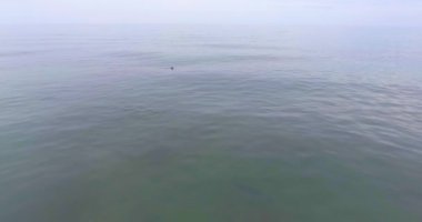 Green Pines Ormanı, Anticosti Adası, Quebec, Kanada 'da Sahilin Ayağında ve Atlantik Okyanusu' nda.