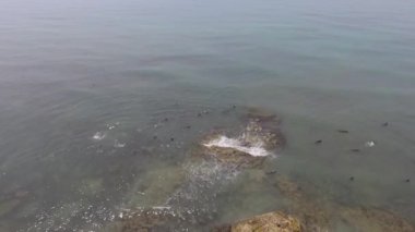 Yeşil Çam Ormanı, Sahilin Ayağında ve Atlantik Okyanusu Anticosti Adası, Quebec, Kanada 'da Kaplan Balığı ile dolu.