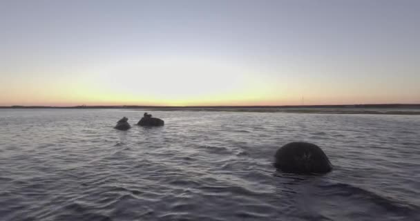 Lwy Morskie Stojące Kamieniach Środku Oceanu Atlantyckiego Wyspie Anticosti Quebec — Wideo stockowe