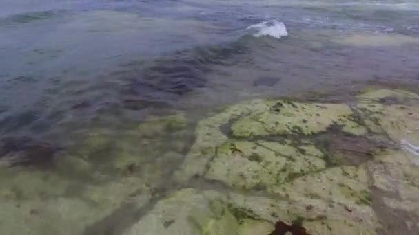 Atlanten Full Sjögräs Och Marina Växter Anticosti Island Quebec Kanada — Stockvideo