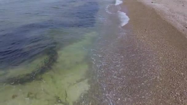 加拿大魁北克Anticosti岛充满海藻和卡佩林鱼的大西洋 — 图库视频影像