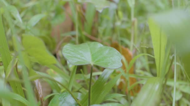 他の植物に囲まれた緑の葉の上に大雨が降る — ストック動画