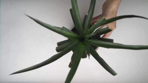 Mãos Homem Regando Uma Planta Abacaxi Com Frasco Água — Vídeo de Stock