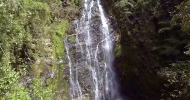 Bir sürü bitki örtüsü, bitki örtüsü, kayalıklarda yosun, Antioquia, Kolombiya 'daki Las Golondrinas Şelaleleri. 