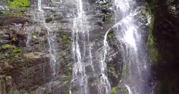 Dużo Warzyw Roślin Mech Skałach Las Golondrinas Wodospady Antioquia Kolumbia — Wideo stockowe