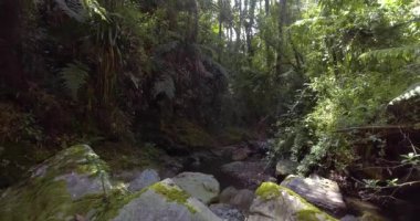 Bir sürü bitki örtüsü, bitki örtüsü, kayalıklarda yosun, Antioquia, Kolombiya 'daki Las Golondrinas Şelaleleri. 