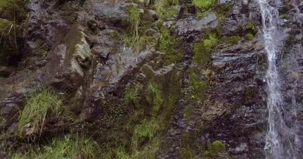Beaucoup Végétation Plantes Mousse Sur Les Rochers Las Golondrinas Cascades — Video