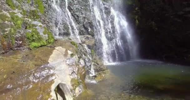 Muita Vegetação Plantas Musgo Nas Rochas Las Golondrinas Cachoeiras Antioquia — Vídeo de Stock