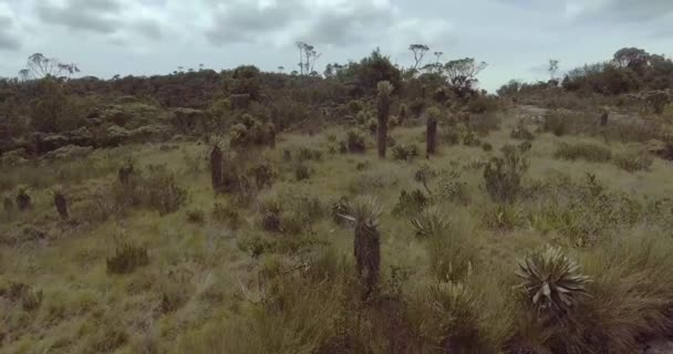 Paramo Trees Plants Mountain Views Distance — Stock Video
