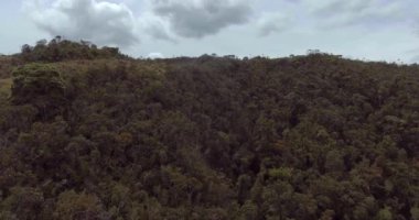 Uzakta Dağ Manzaralı Ağaçlar ve Bitkilerle Paramo