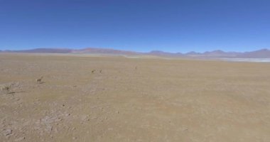 Dünyanın en büyük tuz tabakası olan Salar de Uyuni 'ye yakın Pampas' ın ortasındaki Brown Vicuas grubu.