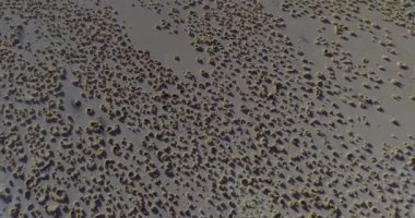 Darwin 'in Rhea' sının (Rhea pennata) havadan görünüşü 