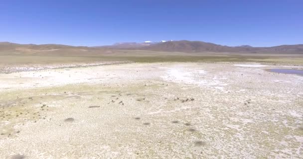 Gruppo Vicuas Bruni Correre Nel Mezzo Delle Pampas Vicino Salar — Video Stock