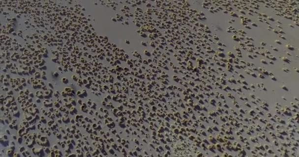 Vista Aérea Ñandú Darwin Rhea Pennata Corriendo Reserva Nacional Fauna — Vídeos de Stock
