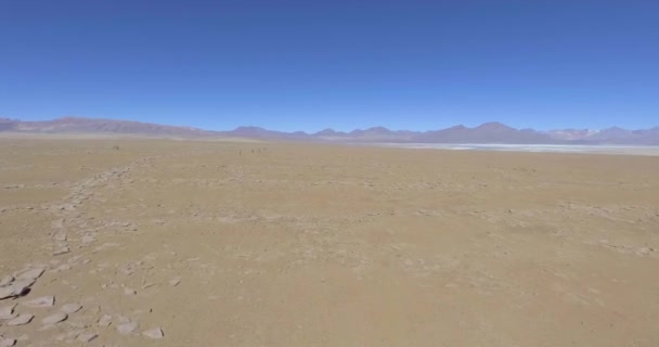 Grupo Vicuas Marrones Corren Medio Pampa Cerca Del Salar Uyuni — Vídeos de Stock