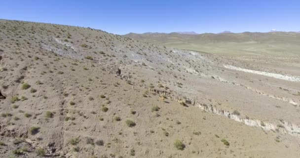 Group Brown Vicuas Run Middle Pampas Hills Eduardo Avaroa Andean — Stock Video