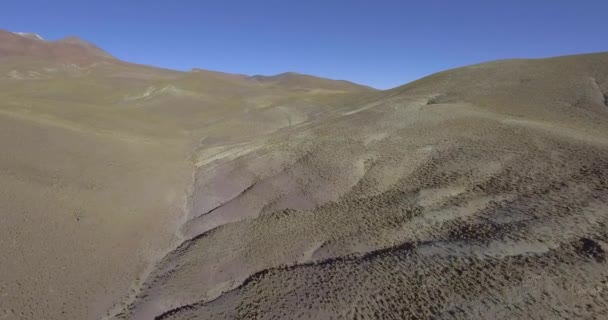 Grupo Vicuas Castanhas Correr Meio Dos Pampas Para Colinas Reserva — Vídeo de Stock