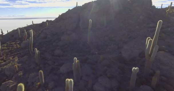 Mnoho Kaktusů Hoře Vedle Salar Uyuni Největší Solné Plošiny Světě — Stock video