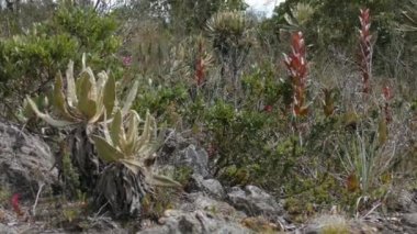 Frailejon (Espeletia Grandiflora), Belmira, Antioquia / Kolombiya 'nın Korunan Doğal Alanı' nda Paramo Yürüyüşü