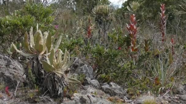 Frailejon Espeletia Grandiflora Belmira Antioquia Kolombiya Nın Korunan Doğal Alanı — Stok video