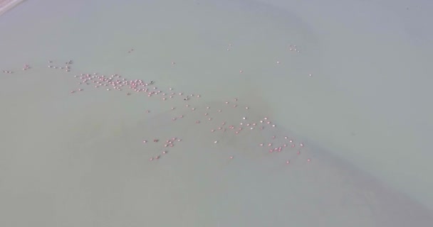 Flamingos Pele Rosa Caminhando Maior Deserto Sal Mundo Uyuni Potosi — Vídeo de Stock