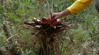 Frailejon (Espeletia Grandiflora), Belmira, Antioquia / Kolombiya 'nın Korunan Doğal Alanı' nda Paramo Yürüyüşü