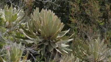 Frailejon (Espeletia Grandiflora), Belmira, Antioquia / Kolombiya 'nın Korunan Doğal Alanı' nda Paramo Yürüyüşü